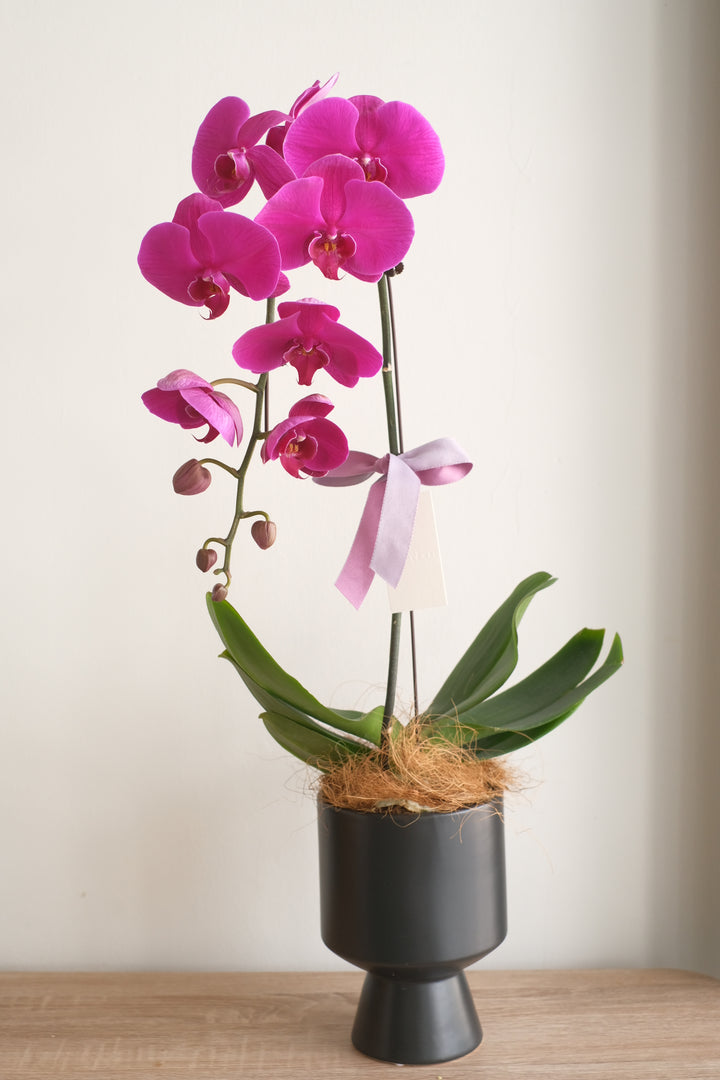 single dark purple phalaenopsis in planter pot