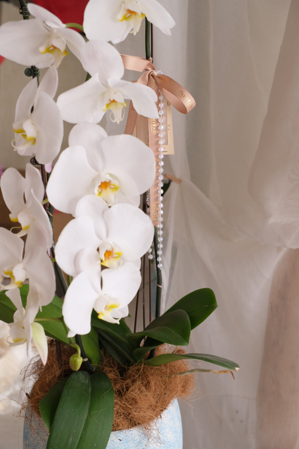 fresh white orchids long phalaenopsis in penang delivery in blue pot with pearls