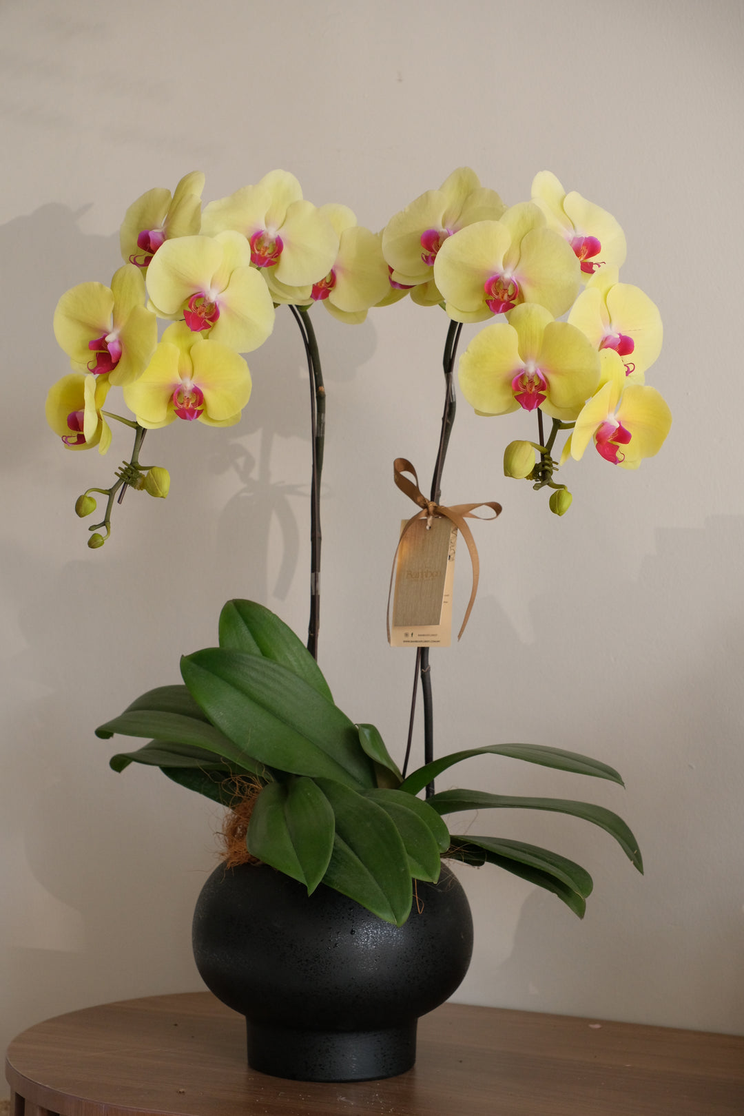 yellow orchids in penang, fresh orchid flowers, bukit mertajam florist, florist in penang