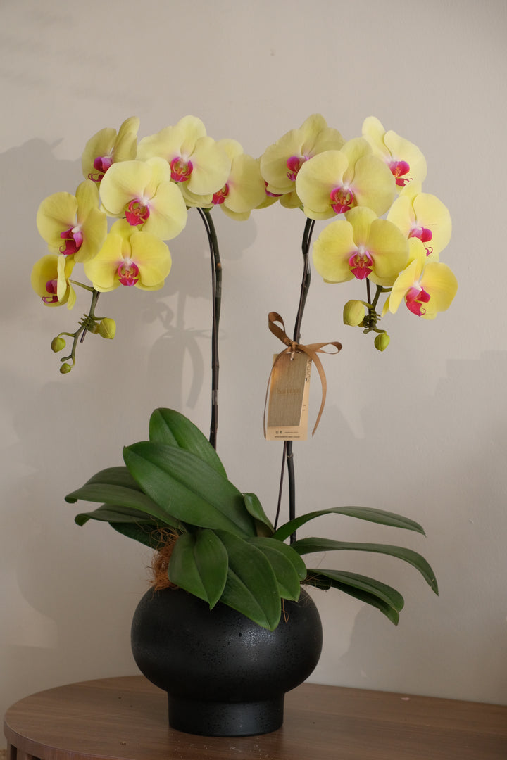yellow orchids in penang, fresh orchid flowers, bukit mertajam florist, florist in penang
