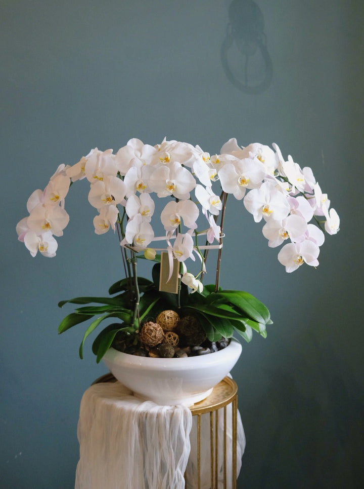 "Three elegant Phalaenopsis orchid plants, representing grace and beauty, being delivered in Penang, Malaysia