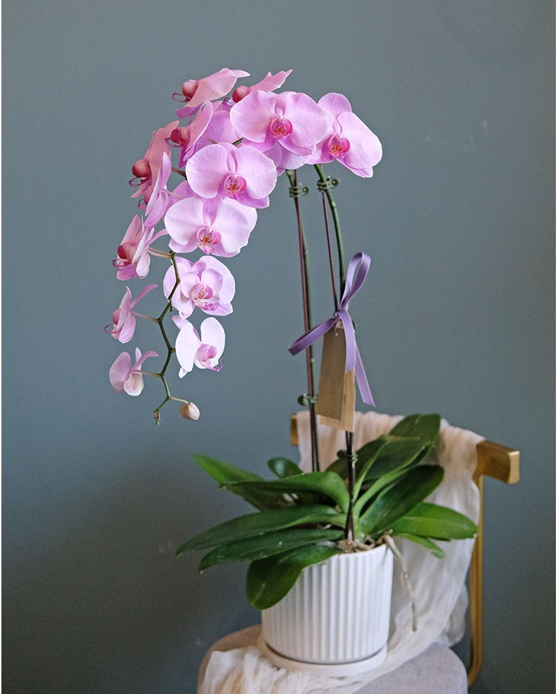 Phalaenopsis Orchid