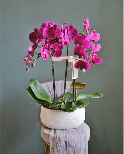 Phalaenopsis Orchid