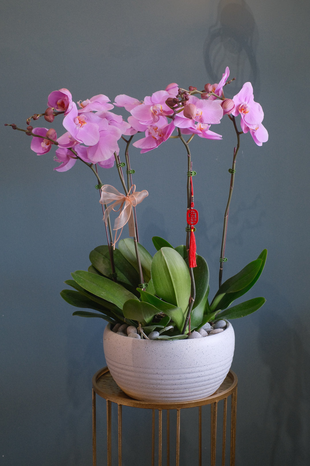 A close-up of exquisite Phalaenopsis orchids in bloom, showcasing their delicate petals and vibrant colors, displayed at Bamboo Green Florist