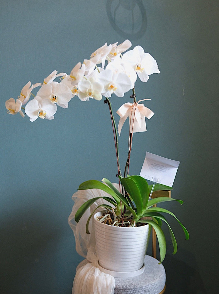 Sinar Phalaenopsis Orchid