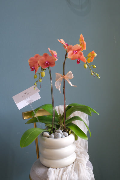 Love Being Your'chid - Orange Phalaenopsis