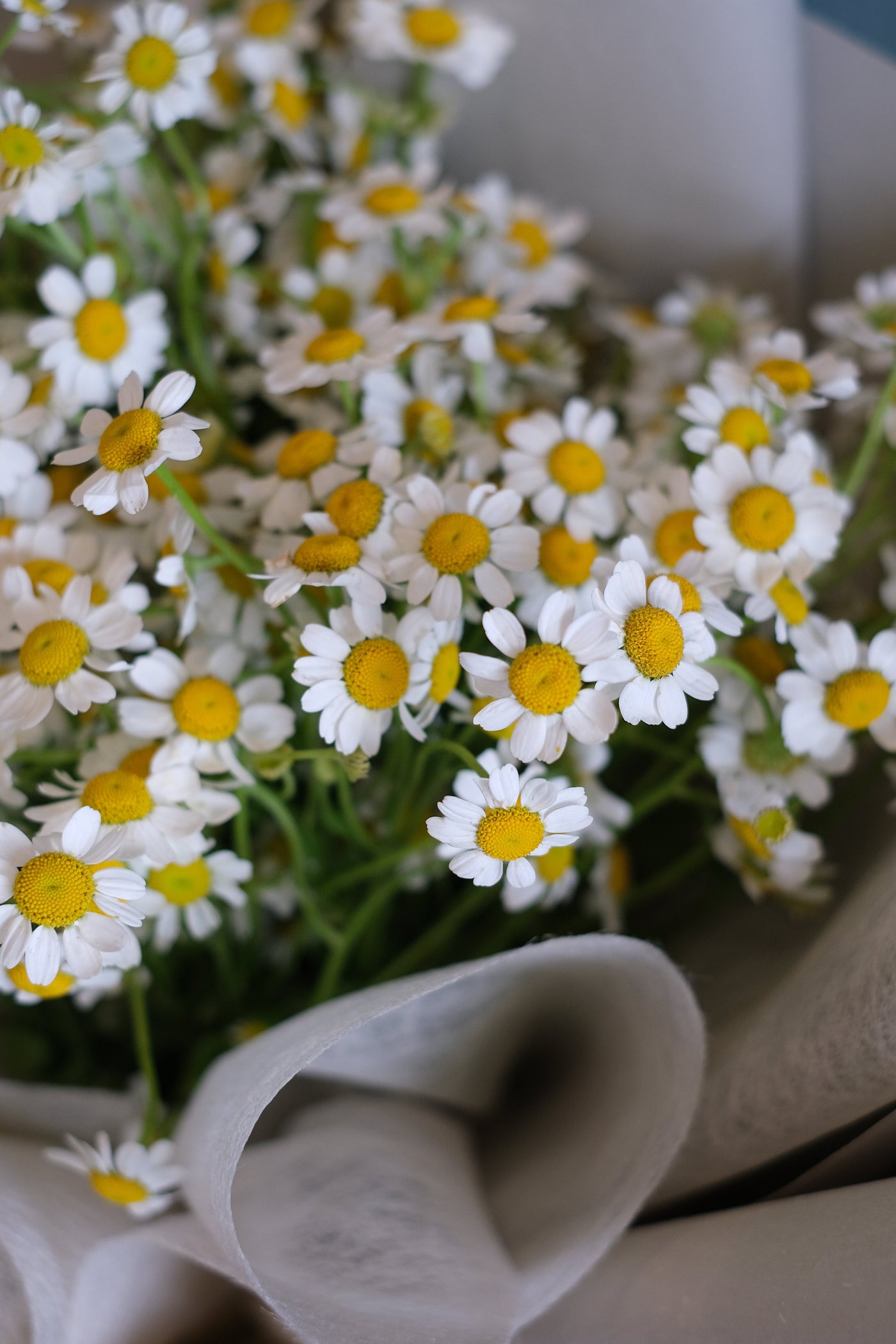Summer Chamomile