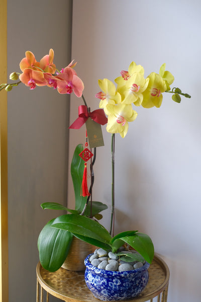 Phoenix Phalaenopsis（YELLOW）