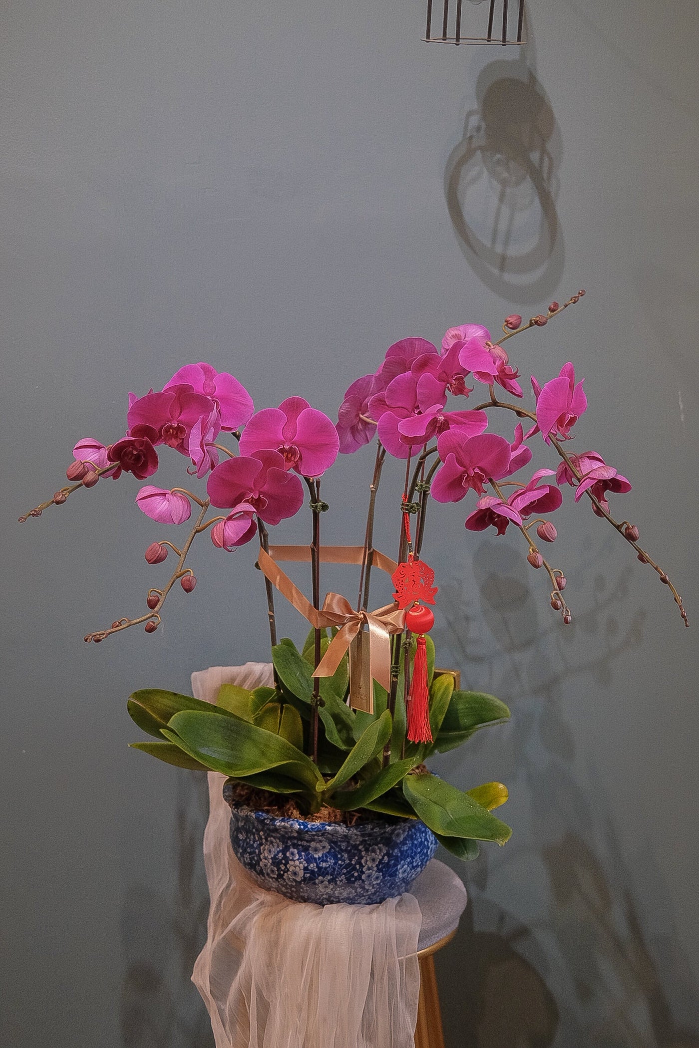 Fortune Phalaenopsis