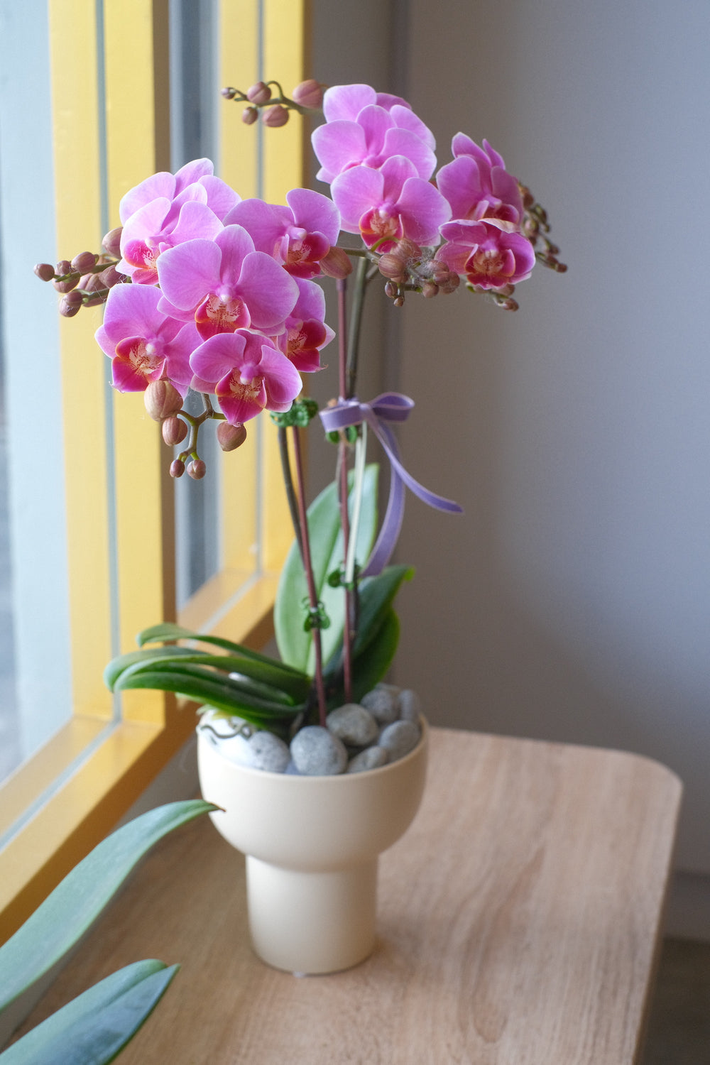 Fresh potted Phalaenopsis orchid in a ceramic planter, delivering elegance for Hari Raya. Order online from Penang's top florist, with same-day delivery available.