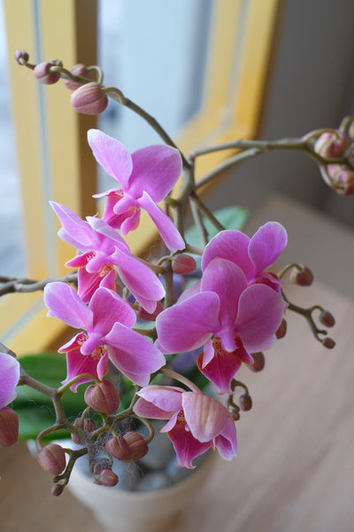 Midi Orchids - Single