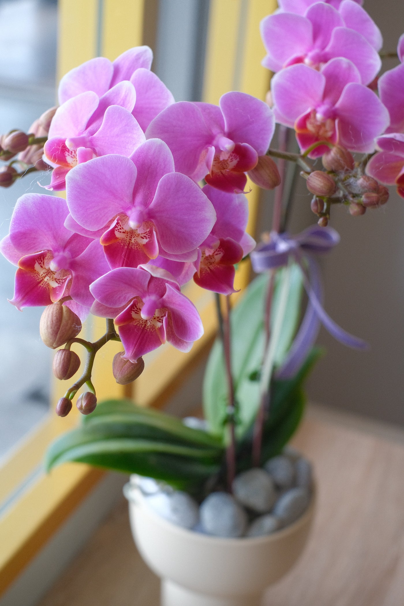 Midi Orchids - Single