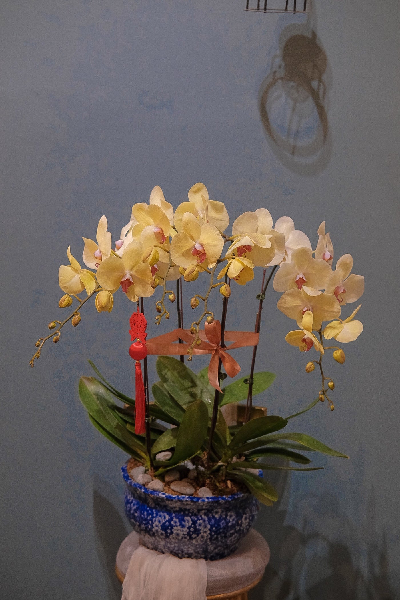 青花瓷兰花 青花瓷蝴蝶兰penang florist