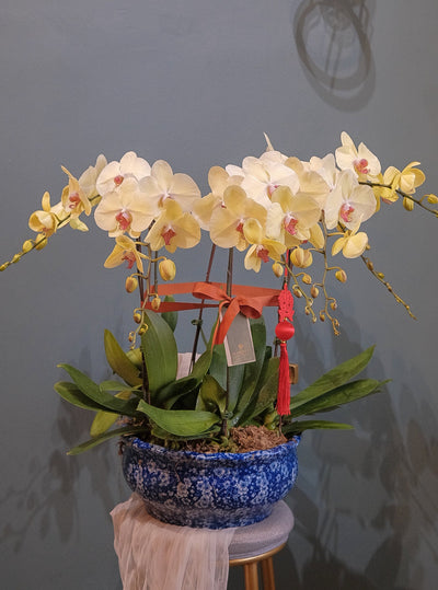 青花瓷兰花 青花瓷蝴蝶兰penang florist