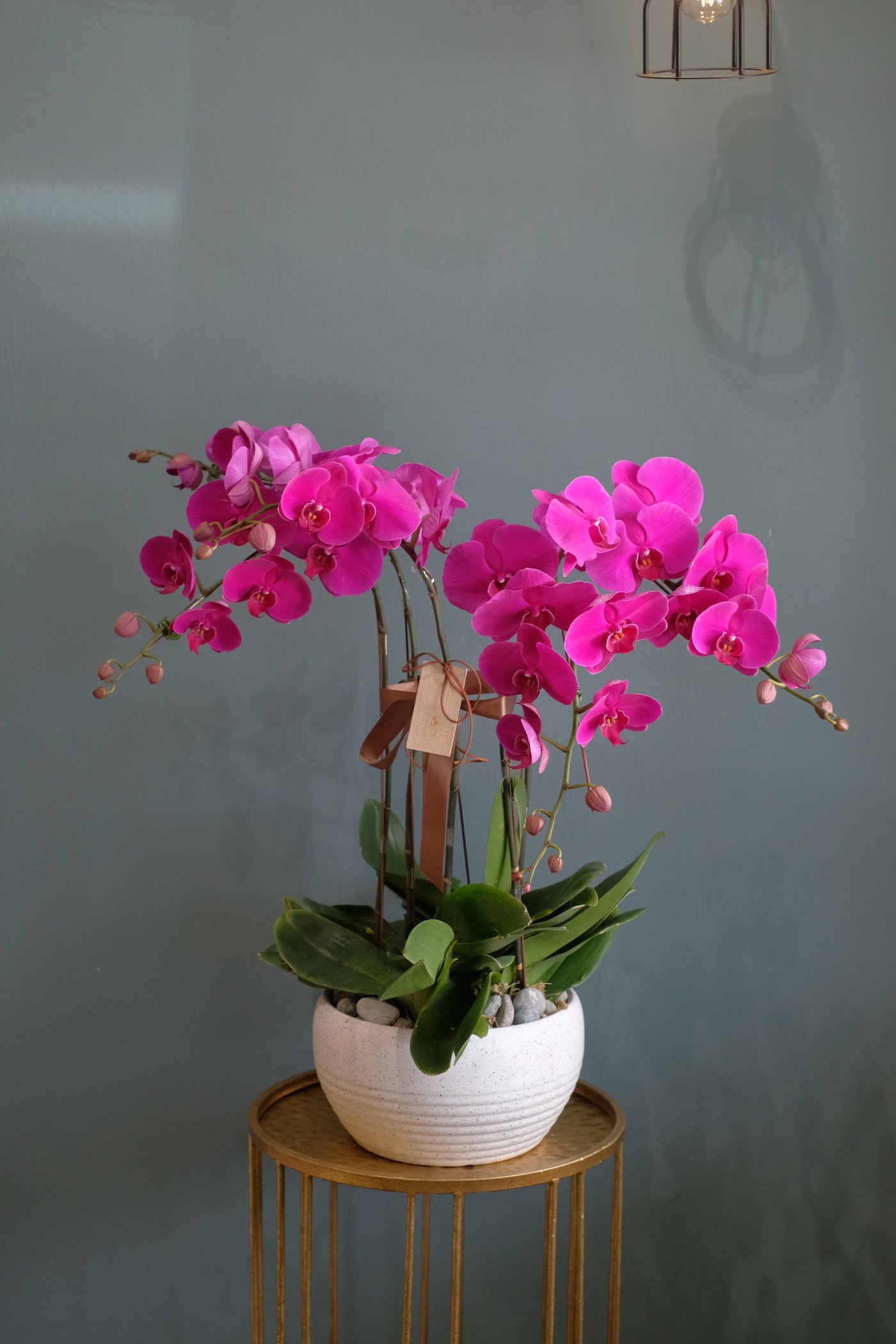 Phalaenopsis Orchid