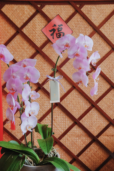 Fortune Phalaenopsis