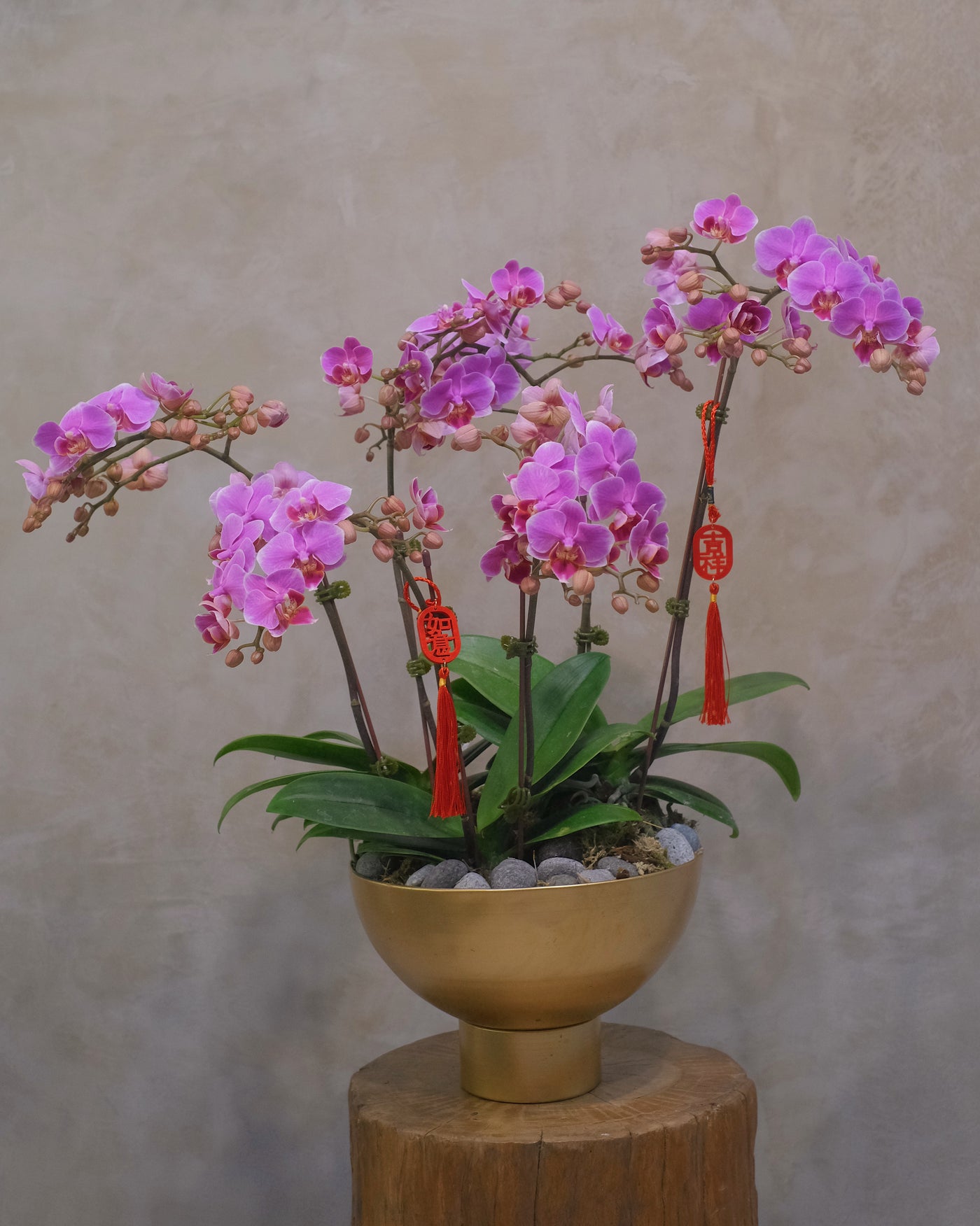 Midi Orchids - Baby Grand