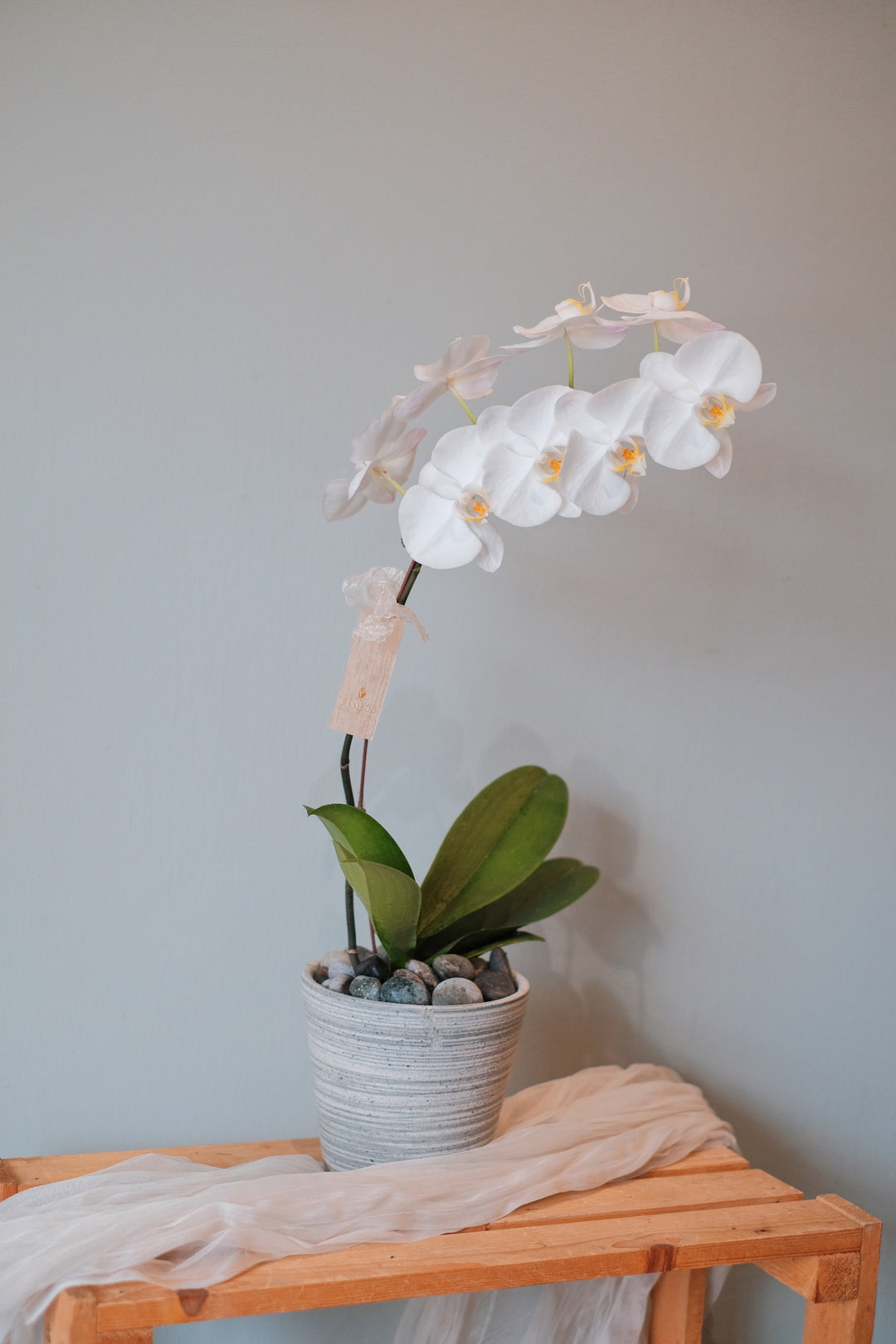Love Being Your'chid - Jillian White Phalaenopsis