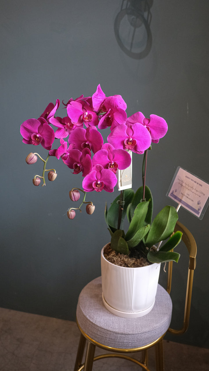 buy phalaenopsis orchids in penang, shop online for penang orchids delivery