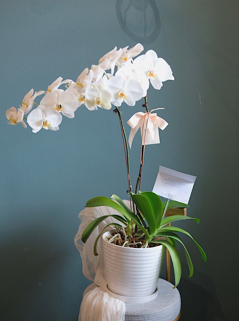 white orchid suitable for now grand opening or Hari Raya, order online from Penang Bamboo Green Florist in Bukit Mertajam