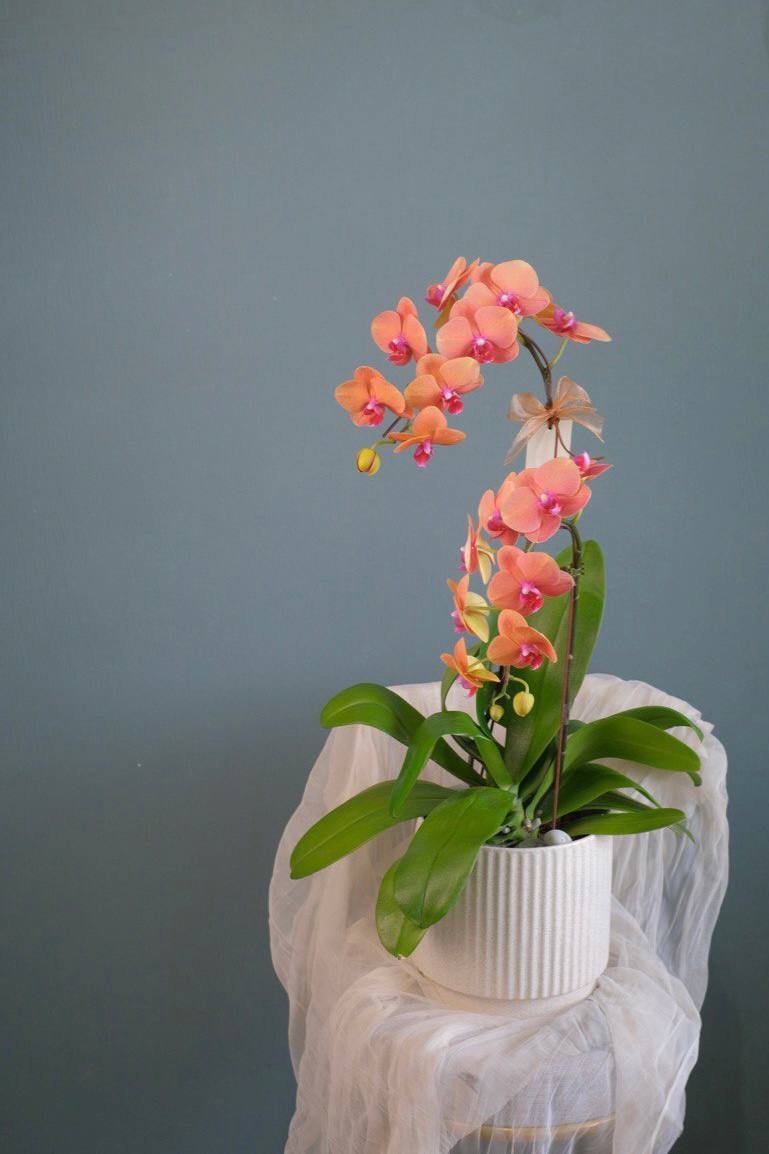 Love Being Your'chid - Orange Phalaenopsis