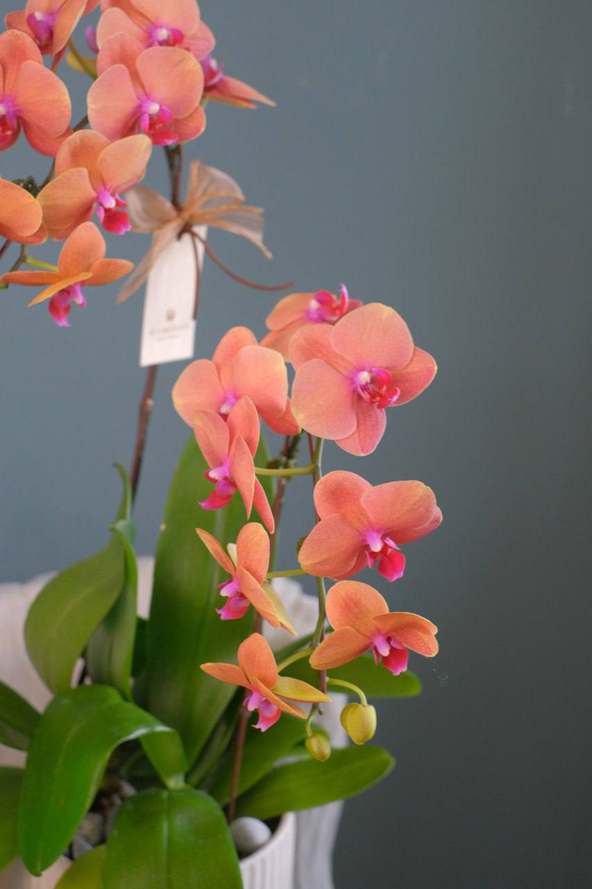 Love Being Your'chid - Orange Phalaenopsis