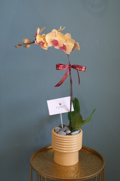 Love Being Your'chid - Orange Phalaenopsis