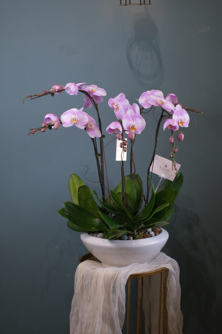 "Three elegant Phalaenopsis orchid plants, representing grace and beauty, being delivered in Penang, Malaysia